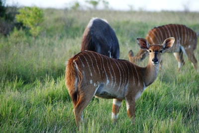 The day of the earth in the open brown deer
